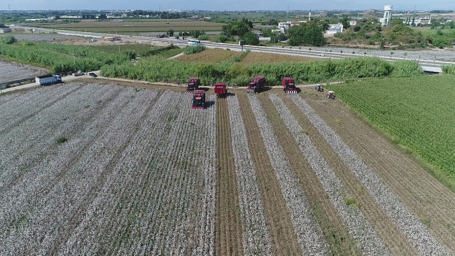 Antalyalılar 'beyaz altın' hasadına başladı